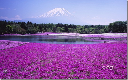 Fuji Shibazacra festival