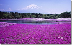 Fuji Shibazacra festival