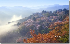 Cherry blossoms at Mt. Yoshino