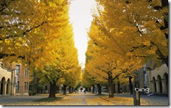 Ginkgo Trees in Tokyo University