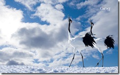 Japanese Cranes Cawing