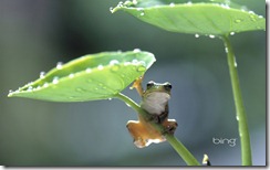 Frog climbing taro plant