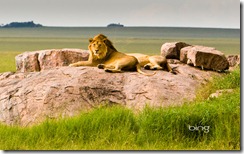 : Lions in Serengeti National Park, Tanzania