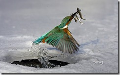 Kingfisher popping out of the water with his catch in his bill