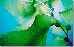 Giant kelp off the coast of Channel Islands National Park, California