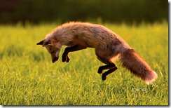Red Fox hunting on Prince Edward Island, Canada