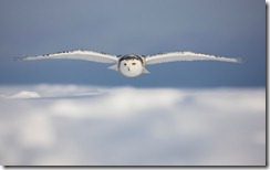 Snowy Owl in Flight Over Snow Covered Field