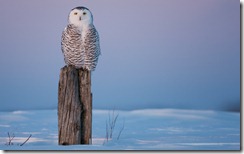 Snowy Owl Perched on Fence Post in Winter, Canada