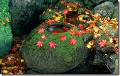 A tsukubai stone basin in an autumn garden in Kyoto, Japan