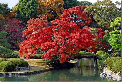 Japanese Acer and Bonsai in Rikugien Garden, Bunkyō-ku, Tokyo, Japan