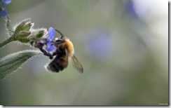Pollinating bee