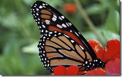 Monarch butterfly on a red zinnia
