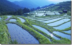 段々畑 (Rice paddy, Mie prefecture, Japan)