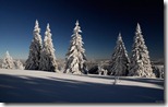 Winterwald (Winter forest)