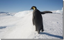 Emperor Penguin in Antarctica, Snow Hill Island, Antarctica