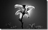 Flower in sun (black and white)