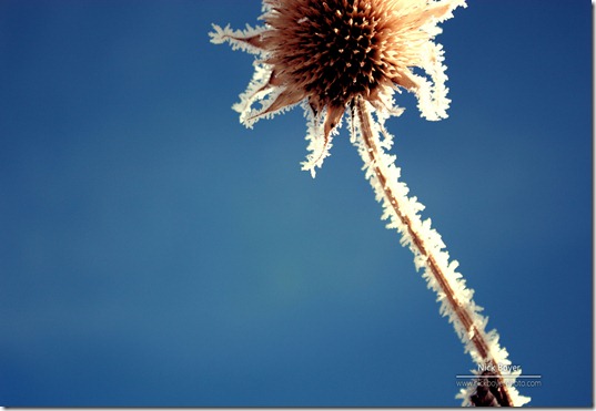 Frosted sunflower