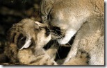 Female Cougar (Puma concolor) grooms 5-week-old kitten, Montana, U.S.