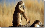 Black-tailed prairie dogs with young