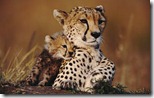 Cheetah cub cuddles up to mother at Masai Mara National Reserve, Kenya