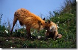 Mother fox with her kit