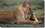Lion cub playing with mother