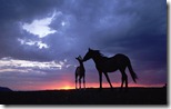 Mustang (Equus caballus) mare and foal silhouetted against the evening sky during summer, Montana, U.S.