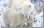 Polar Bear (Ursus maritimus) mother with cub, Churchill, Manitoba, Canada