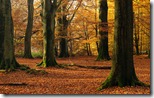 Mighty Beech trees in sunny autumn forest
