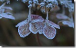 Frosted flowers