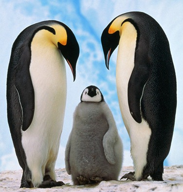 google penguin algorithm update - unpocogeek.com