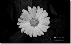Black-and-white flower