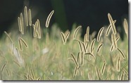 Bristle Grass - unpocogeek.com
