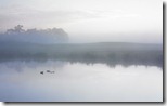 Ducks on a Misty Pond - unpocogeek.com
