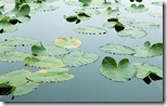 Floating Leaves - unpocogeek.com