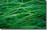 Grass Blades - unpocogeek.com