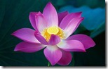 Pink Lotus Flower - unpocogeek.com