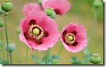 Poppies - unpocogeek.com