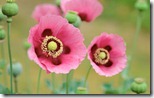 Poppies - unpocogeek.com