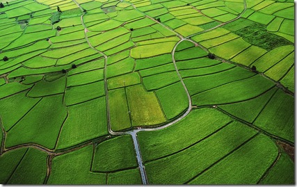 Rice Paddy - unpocogeek.com