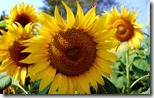 सूरजमुखी (Sunflower), Kurnool-Chittor Highway, Andhra Pradesh, India