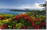 Flamboyant flower and Magens Bay from Drake's Seat,  St. Thomas, U.S. Virgin Islands