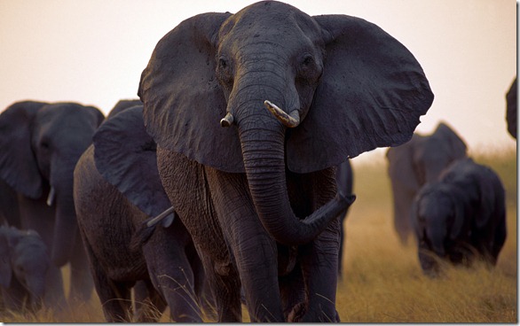 Matriarch of a herd of African elephants walks ahead of the herd across floodplains at Mombo Camp, Chief's Island, Moremi Game Reserve, Botswana