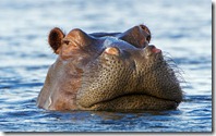 Hippo (Hippopotamus amphibius) peering out the water, Okavango Delta, Botswana