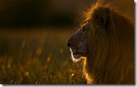 Lion at sunrise, Maasai Mara, Kenya