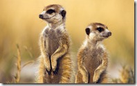 Meerkats, Botswana