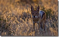 Black-backed Jackal (Canis mesomelas), Botswana