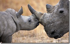 Baby white rhinoceros nuzzling its mother, South Africa