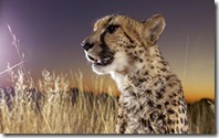 Close-up of Cheetah (Acinonyx jubatus) sitting in grass, Namibia