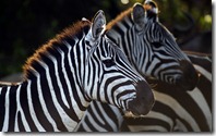 Common or Plains Zebra (Equus quagga burchellii) herd standing together, Maasai Mara National Reserve, Kenya